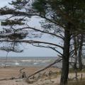 Strandvegetation der Rigaer Bucht (100_0828.JPG) Riga Lettland Baltikum